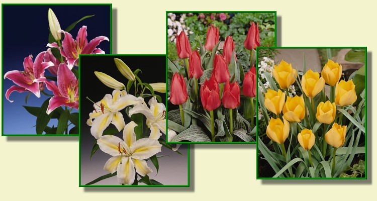WOJTAS cebule lilii odmiany cebul tulipanów